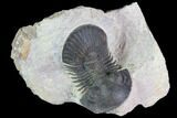 Bargain, Paralejurus Trilobite - Atchana, Morocco #119625-2